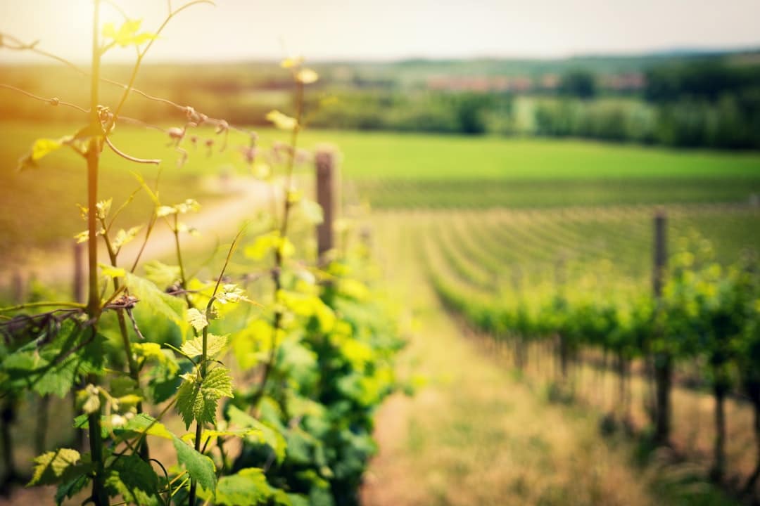 découvrez les vins du jura, une région viticole française réputée pour ses cépages uniques et ses accords parfaits avec la gastronomie. explorez les caractéristiques des vins jaunes, vins rouges et blancs, ainsi que les traditions viticoles qui font du jura une destination incontournable pour les amateurs de vin.